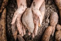 Hand handle Yacon root Royalty Free Stock Photo