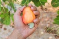 Hand harvested cashews on tree. Cashew nuts.Cashew tree. color of red Cashew