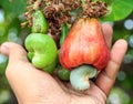 Hand harvesting Cashew fruit on tree