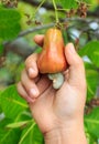 Hand harvesting Cashew fruit on tree