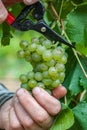 Hand harvesting Chardonnay grapes