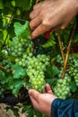 Hand harvesting Chardonnay grapes