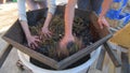 Hand harvesting grapes in Bordeaux Vineyard, Red Merlot grapes in wooden scuff, Workers scratch the harvest at the