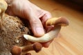 Hand Harvesting Growth Velvet Pioppini Mushroom Grown as Houseplant