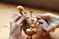 Hand Harvesting Growth Velvet Pioppini Mushroom or Yanagi matsutake