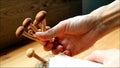 Hand Harvesting Growth Yanagi matsutake Mushrooms Grown as Houseplant