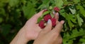 Hand Harvesting Raspberries from a Green Bush