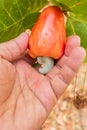 Hand harvesting Red Cashew fruit on tree