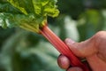 Close up of a hand holding fresh ripe rhubarb Royalty Free Stock Photo