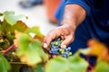 hand harvesting ripe grapes from courtyard vine