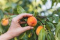 Hand harvesting ripe peach from tree Royalty Free Stock Photo