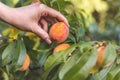 Hand harvesting ripe peach from tree Royalty Free Stock Photo