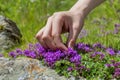 A hand harvesting Wild Thyme.