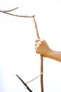 Hand having the branch of the tree on white background. or use a stick