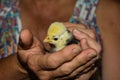 Hand Held Baby Polish Chick Royalty Free Stock Photo