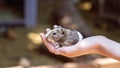 A Hand Held Guinea Pig Royalty Free Stock Photo