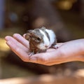 A Hand Held Guinea Pig Royalty Free Stock Photo