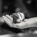 A Hand Held Guinea Pig Royalty Free Stock Photo