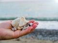 Hand-held seashells with blue background Royalty Free Stock Photo