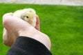 Hand hold caring for a small chicken on green grass Royalty Free Stock Photo