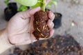 Hand hold Coconut coir cover lemon branch and root