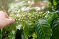 Hand hold cofffee branch with green berry