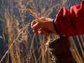 Hand hold dry shinning golden stalks. Woman wear jacket