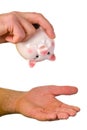 Hand hold an empty piggy bank