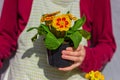 Hand hold a flower pot with blooming yellow primrose close up