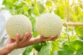 Hand hold Fresh melon or Cantaloup melon growing in greenhouse f