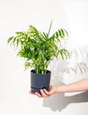 Hand hold house plant chamaedorea in a pot on a white isolated background Royalty Free Stock Photo