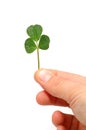 Hand hold a lucky shamrock Royalty Free Stock Photo