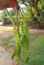Hand hold Petai or Sataw of the genus Parkia Speciosa in bucnh Royalty Free Stock Photo