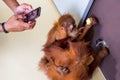 Hand hold on phone take orangutan babies photo