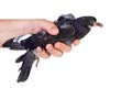 Hand hold pigeon nestling