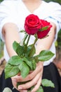 Hand hold rose flower Royalty Free Stock Photo