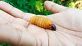 Hand hold sago worm, larvae from the red palm weevil Royalty Free Stock Photo