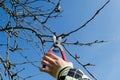 Hand hold secateurs pruning apple tree branches