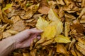 Hand hold a yellow autumn leaf - int the background more colorful leaves Royalty Free Stock Photo