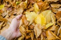 Hand hold a yellow autumn leaf - int the background more colorful leaves Royalty Free Stock Photo