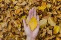 Hand hold a yellow autumn leaf - int the background more colorful leaves Royalty Free Stock Photo