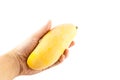 Hand hold yellow sweet mango Royalty Free Stock Photo