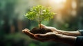 hand holdig big tree growing on green background with sunshine