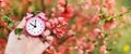 Hand holding an alarm clock in easter flowers, spring forward, daylight savings time Royalty Free Stock Photo