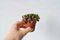 Hand holding anacampseros sunrise house plant in brown pot