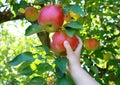 Hand holding apple Royalty Free Stock Photo