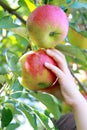 Hand holding apple Royalty Free Stock Photo