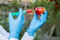 Hand holding apple fruit with syringe with chemical fertilizers of red colour in apple. GMO and pesticide modification. Scientist