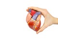 Hand holding artificial human heart model on white background Royalty Free Stock Photo