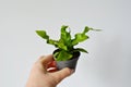 Hand holding asplenium crispy wave house plant in grey pot